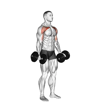 Dumbbell Low Fly - Exclusive get you ultimate Strength for Pectoralis from X health blend   Animated Exercise  Library