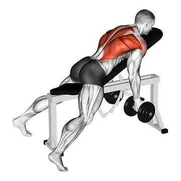 Dumbbell Lying Rear Delt Row - Exclusive get you ultimate Strength for Posterior Deltoids from X health blend   Animated Exercise  Library