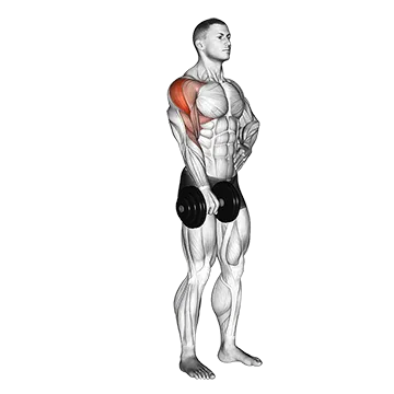 Dumbbell One Arm Upright Row