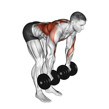 Dumbbell Palm Rotational Bent Over Row - Exclusive get you ultimate Strength for Latissimus Dorsi from X health blend   Animated Exercise  Library