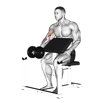 Dumbbell Preacher Curl