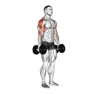 Dumbbell Raise