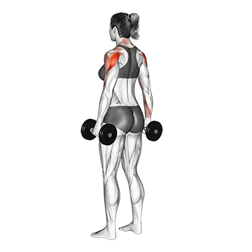 Dumbbell Rear Delt Raise
