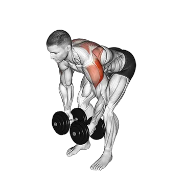 Dumbbell Rear Lateral Raise - Exclusive get you ultimate Strength for Deltoids from X health blend   Animated Exercise  Library