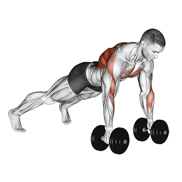 Dumbbell Renegade Row - Exclusive get you ultimate Strength for Latissimus Dorsi from X health blend   Animated Exercise  Library