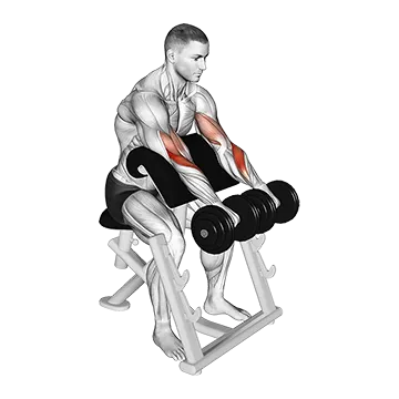 Dumbbell Reverse Preacher Curl - Exclusive get you ultimate Strength for Biceps from X health blend   Animated Exercise  Library