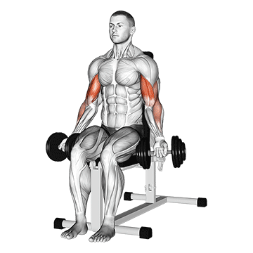 Dumbbell Seated Bicep Curl - Exclusive get you ultimate Strength for Biceps from X health blend   Animated Exercise  Library