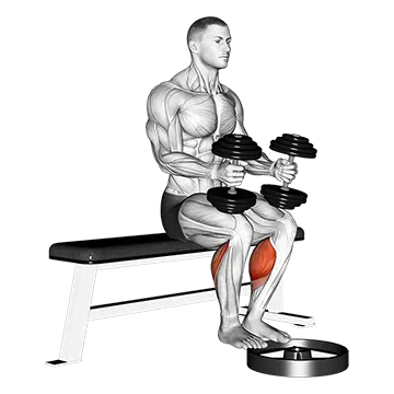 Dumbbell Seated Calf Raise - Exclusive get you ultimate Strength for Calves from X health blend   Animated Exercise  Library