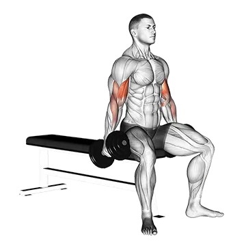 Dumbbell Seated Curl - Exclusive get you ultimate Strength for Biceps from X health blend   Animated Exercise  Library