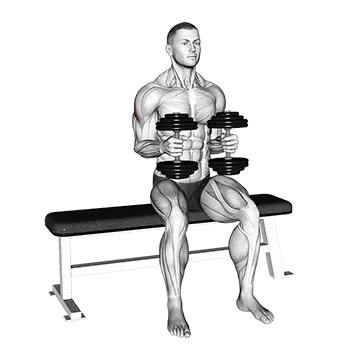 Dumbbell Seated External Rotation - Exclusive get you ultimate Strength for Rotator Cuff from X health blend   Animated Exercise  Library