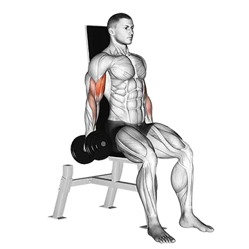 Dumbbell Seated Inner Biceps Curl - Exclusive get you ultimate Strength for Biceps