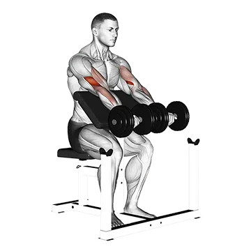 Dumbbell Seated Preacher Curl - Exclusive get you ultimate Strength for Biceps from X health blend   Animated Exercise  Library