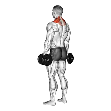 Dumbbell Shrug