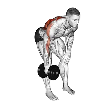 Dumbbell Single Arm Bent Over Row