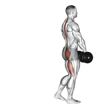 Dumbbell Single Leg Deadlift - Exclusive get you ultimate Strength for Hamstrings