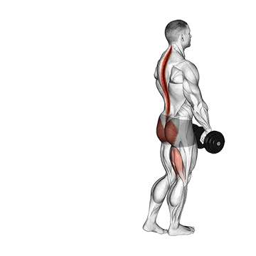 Dumbbell Single Stiff Leg Deadlift - Exclusive get you ultimate Strength for Hamstrings