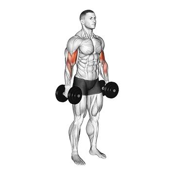 Dumbbell Standing Biceps Curl - Exclusive get you ultimate Strength for Biceps from X health blend   Animated Exercise  Library