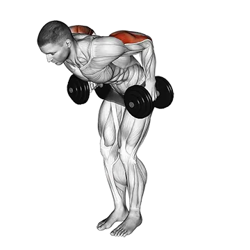 Dumbbell Standing Kickback - Exclusive get you ultimate Strength for Triceps from X health blend   Animated Exercise  Library