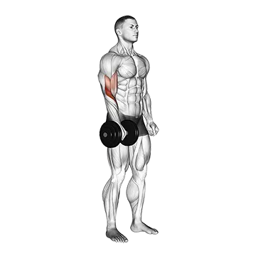 Dumbbell Standing One Arm Reverse Curl - Exclusive get you ultimate Strength for Brachioradialis from X health blend   Animated Exercise  Library