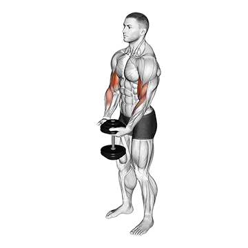 Dumbbell Standing Single Spider Curl - Exclusive get you ultimate Strength for Biceps from X health blend   Animated Exercise  Library