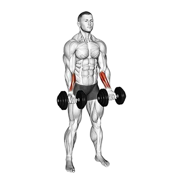 Dumbbell Standing Wrist Curl - Exclusive get you ultimate Strength for Forearms from X health blend   Animated Exercise  Library