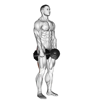 Dumbbell Stiff Leg Deadlift - Exclusive get you ultimate Strength for Hamstrings from X health blend   Animated Exercise  Library