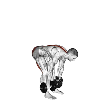 Dumbbell Straight Leg Deadlift - Exclusive get you ultimate Strength for Hamstrings from X health blend   Animated Exercise  Library