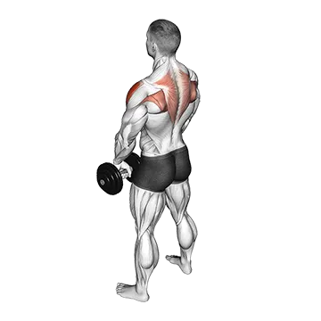 Dumbbell Upright Row - Exclusive get you ultimate Strength for Deltoids from X health blend   Animated Exercise  Library