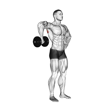 Dumbbell Upright Shoulder External Rotation