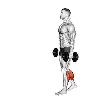 Dumbbell Walking Calf Raise - Exclusive get you ultimate Strength for Gastrocnemius from X health blend   Animated Exercise  Library