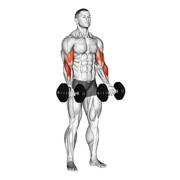 Dumbbell Zottman Curl - Exclusive get you ultimate Strength for Biceps