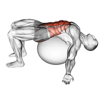 Exercise Ball Back Stretch - Exclusive get you ultimate Stretching for Spinal Erectors from X health blend   Animated Exercise  Library