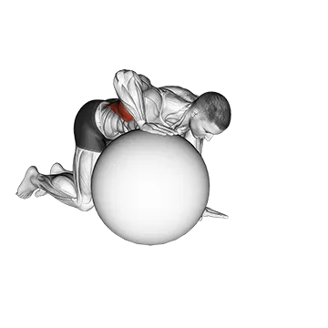 Exercise Ball Lat Stretch - Exclusive get you ultimate Stretching for Latissimus Dorsi from X health blend   Animated Exercise  Library