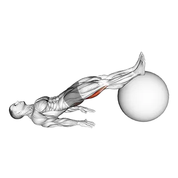 Exercise Ball Leg Curl - Exclusive get you ultimate Strength for Hamstrings from X health blend   Animated Exercise  Library