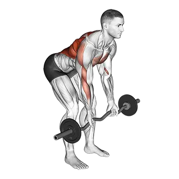 EZ Bar Reverse Grip Bent Over Row - Exclusive get you ultimate Strength for Rhomboids from X health blend   Animated Exercise  Library