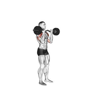 EZ Bar Standing Overhead Press - Exclusive get you ultimate Strength for Deltoids from X health blend   Animated Exercise  Library