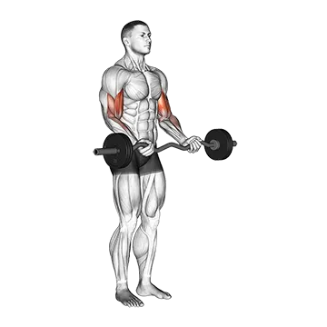 EZ Barbell Curl - Exclusive get you ultimate Strength for Biceps from X health blend   Animated Exercise  Library