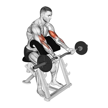 EZ Barbell Preacher Curl - Exclusive get you ultimate Strength for Biceps from X health blend   Animated Exercise  Library