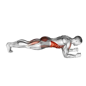Front Plank with Leg Lift - Exclusive get you ultimate Strength for Transverse Abdominis from X health blend   Animated Exercise  Library