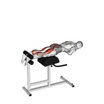 Glute Ham Raise - Exclusive get you ultimate Strength for Hamstrings