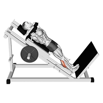 Hack Calf Raise - Exclusive get you ultimate Strength for Gastrocnemius