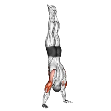 Handstand Push Up - Exclusive get you ultimate Strength for Shoulders