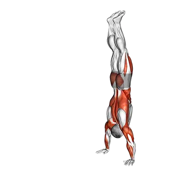Handstand Walk - Exclusive get you ultimate Strength for Shoulders