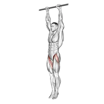 Hanging Leg Raise - Exclusive get you ultimate Strength for Lower Abdominals from X health blend   Animated Exercise  Library