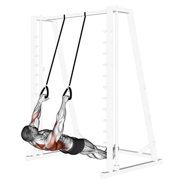 Inverted Row with Straps - Exclusive get you ultimate Strength for Latissimus Dorsi from X health blend   Animated Exercise  Library