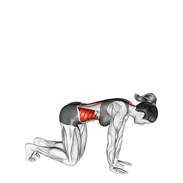 Kneeling Back Rotation Stretch