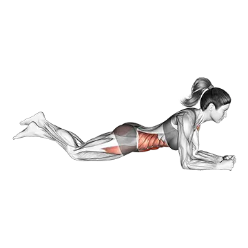 Kneeling Plank - Exclusive get you ultimate Strength for Rectus Abdominis from X health blend   Animated Exercise  Library