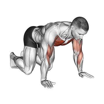 Kneeling Shoulder Tap