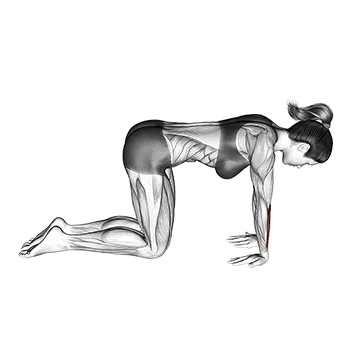 Kneeling Wrist Flexor Stretch - Exclusive get you ultimate Stretching