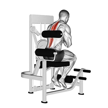 Lever Back Extension - Exclusive get you ultimate Strength for Erector Spinae from X health blend   Animated Exercise  Library